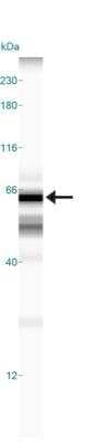 Simple Western: TOM70 Antibody [NB110-58347] - Simple Western lane view shows a specific band for TOM70 in 0.5 mg/ml of MCF-7 lysate.  This experiment was performed under reducing conditions using the 12-230 kDa separation system.