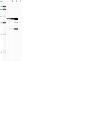 Simple Western: TOM70 Antibody [NBP1-87863] - Detection of TOM70 in purified mitochondrial (lanes 1-3 at 1:100, 1:50 and 1:25 dilutions, respectively) and cytosol (lane 4 at 1:25 dilution) preparations of SVG-A cells. Image from verified customer review.