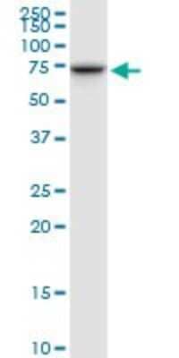 Western Blot: TOM70 Antibody [H00009868-B01P] - Analysis of TOMM70A expression in HepG2.