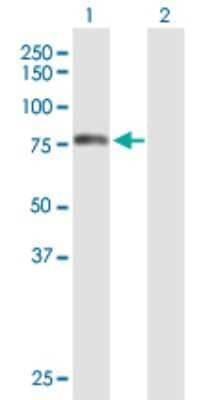 Western Blot: TOM70 Antibody [H00009868-B01P] - Analysis of TOMM70A expression in transfected 293T cell line by TOMM70A polyclonal antibody.  Lane 1: TOMM70A transfected lysate(66.88 KDa). Lane 2: Non-transfected lysate.