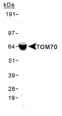 Western Blot TOM70 Antibody