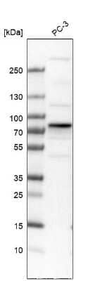 Western Blot TOM70 Antibody