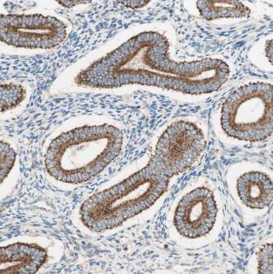 Immunohistochemistry-Paraffin: TOMM20 Antibody [NBP1-81556] - Staining of human endometrium shows moderate to strong positivity in mitochondria in glandular cells.