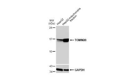 Western Blot: TOMM20 Antibody [NBP3-13287] - HepG2 and mitochondria extracts (30 ug) were separated by SDS-PAGE, and the membrane was blotted with TOMM20 antibody (NBP3-13287) diluted at 1:1000. The HRP-conjugated anti-rabbit IgG antibody (NBP2-19301) was used to detect the primary antibody.