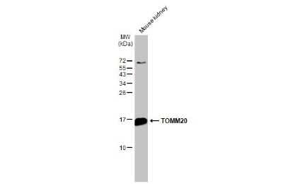 Western Blot: TOMM20 Antibody [NBP3-13287] - Mouse tissue extract (50 ug) was separated by 15% SDS-PAGE, and the membrane was blotted with TOMM20 antibody (NBP3-13287) diluted at 1:1000. The HRP-conjugated anti-rabbit IgG antibody (NBP2-19301) was used to detect the primary antibody.