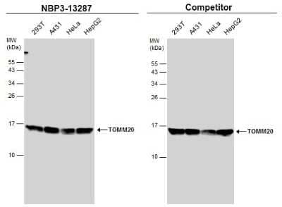 <b>Independent Antibodies Validation. </b>Western Blot: TOMM20 Antibody [NBP3-13287] - Various whole cell extracts (30 ug) were separated by 15% SDS-PAGE, and the membranes were blotted with TOMM20 antibody (NBP3-13287) diluted at 1:1000 and competitor's antibody diluted at 1:1000. The HRP-conjugated anti-rabbit IgG antibody (NBP2-19301) was used to detect the primary antibody.