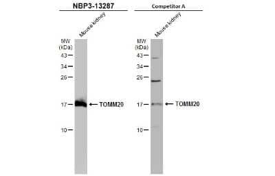 Western Blot: TOMM20 Antibody [NBP3-13287] - Mouse tissue extract (50 ug) was separated by 15% SDS-PAGE, and the membranes were blotted with TOMM20 antibody (NBP3-13287) diluted at 1:1000 and competitor's antibody (Competitor A) diluted at 1:500. The HRP-conjugated anti-rabbit IgG antibody (NBP2-19301) was used to detect the primary antibody.