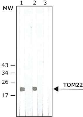 Western Blot: TOMM22 Antibody (1C9-2) [NB120-10436] - Whole extract of cultured Human lymphoma Raji cells were separated on SDS-PAGE and probed with Anti-TOM22 antibody, Mouse Monoclonal, Clone: 1C9-2. The antibody was developed using 1:10,000 Anti-Mouse IgG (Fab specific)-Peroxidase antibody produced in Goat.Lanes:1. 0.5 ug/mL antibody2. 1 ug/mL antibody3. Negative Control