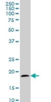 Western Blot: TOMM22 Antibody (4G4) [H00056993-M01] - TOMM22 monoclonal antibody (M01), clone 4G4 Analysis of TOMM22 expression in NIH/3T3.