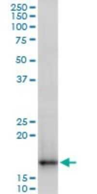 Western Blot: TOMM22 Antibody [H00056993-A01] - Analysis of TOMM22 expression in NIH/3T3.