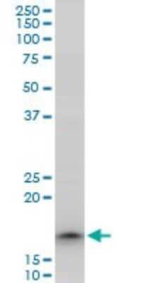 Western Blot: TOMM22 Antibody [H00056993-A01] - Analysis of TOMM22 expression in PC-12.