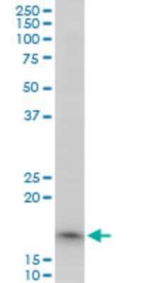 Western Blot: TOMM22 Antibody [H00056993-A01] - Analysis of TOMM22 expression in Raw 264.7.