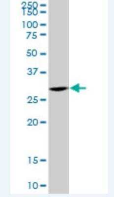 Western Blot: TOMM34 Antibody [H00010953-B01P-50ug] - MaxPab polyclonal antibody. Western Blot analysis of TOMM34 expression in HepG2.
