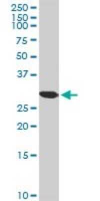 Western Blot: TOMM34 Antibody [H00010953-D01P] - Analysis of TOMM34 expression in Hela S3 NE.