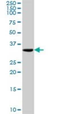Western Blot: TOMM34 Antibody [H00010953-D01P] - Analysis of TOMM34 expression in mouse testis.