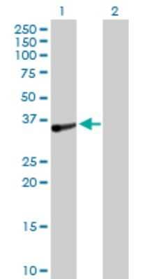 Western Blot: TOMM34 Antibody [H00010953-D01P] - Analysis of TOMM34 expression in transfected 293T cell line by TOMM34 polyclonal antibody.Lane 1: TOMM34 transfected lysate(34.60 KDa).Lane 2: Non-transfected lysate.