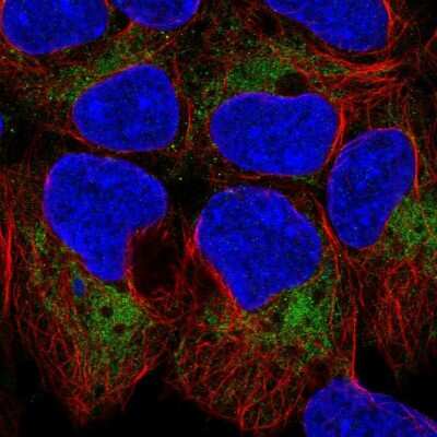 Immunocytochemistry/Immunofluorescence: TOMM40 Antibody [NBP2-37879] - Immunofluorescent staining of human cell line HEK 293 shows localization to mitochondria.