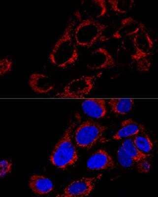 Immunocytochemistry/Immunofluorescence: TOMM40 Antibody [NBP2-94075] - Analysis of U2OS cells using TOMM40 Polyclonal Antibody at dilution of 1:200. Blue: DAPI for nuclear staining.