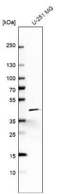 Western Blot: TOMM40 Antibody [NBP2-38289] - Analysis in human cell line U-251 MG.