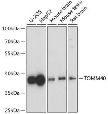 Western Blot TOMM40 Antibody - Azide and BSA Free