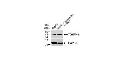 Western Blot TOMM40 Antibody