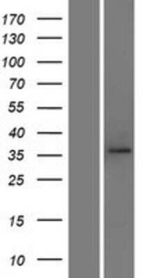 Western Blot TOMM40 Overexpression Lysate