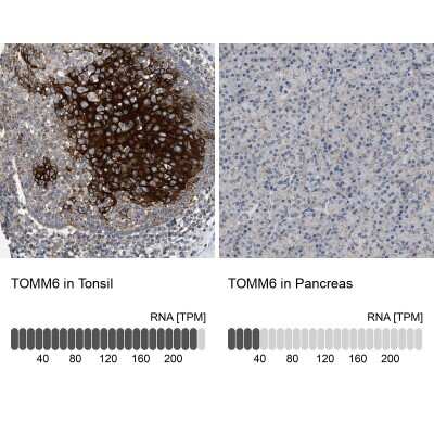 Immunohistochemistry-Paraffin TOMM6 Antibody - BSA Free