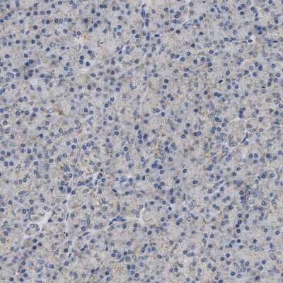 Immunohistochemistry-Paraffin TOMM6 Antibody - BSA Free