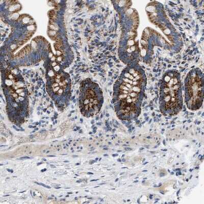 Immunohistochemistry-Paraffin TOMM6 Antibody - BSA Free
