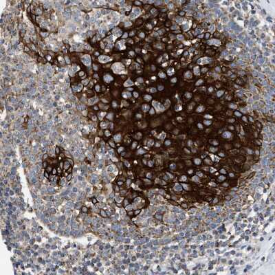 Immunohistochemistry-Paraffin TOMM6 Antibody - BSA Free