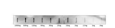 Western Blot TOMM6 Antibody