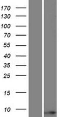 Western Blot TOMM6 Overexpression Lysate