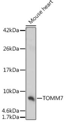 Western Blot: TOMM7 Antibody [NBP2-94377] - Analysis of extracts of Mouse heart, using TOMM7 at 1:1000 dilution.Secondary antibody: HRP Goat Anti-Rabbit IgG (H+L) at 1:10000 dilution.Lysates/proteins: 25ug per lane.Blocking buffer: 3% nonfat dry milk in TBST.Detection: ECL Basic Kit .Exposure time: 180s.