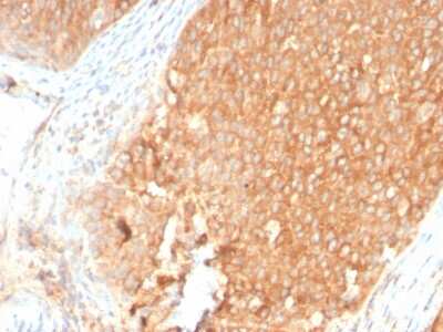 Immunohistochemistry-Paraffin: TOP1MT Antibody (TOP1MT/2883R) - Azide and BSA Free [NBP3-08332] - Formalin-fixed, paraffin-embedded human Pancreas stained with TOP1MT Rabbit Recombinant Monoclonal Antibody (TOP1MT/2883R).