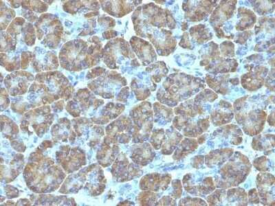 Immunohistochemistry-Paraffin: TOP1MT Antibody (TOP1MT/488) - Azide and BSA Free [NBP2-47793] - Human Pancreas stained with Topo I, MT Monoclonal Antibody (TOP1MT/488).