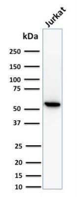 Western Blot: TOP1MT Antibody (TOP1MT/488) - Azide and BSA Free [NBP2-47793] - Analysis of human Jurkat cell lysate using TOP1MT Antibody (TOP1MT/488).