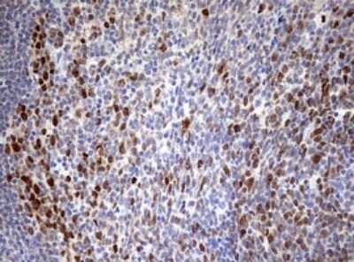 Immunohistochemistry: TOP2A Antibody (OTI2A9) - Azide and BSA Free [NBP2-74558] - Analysis of Human tonsil tissue. (Heat-induced epitope retrieval by 10mM citric buffer, pH6.0, 120C for 3min)