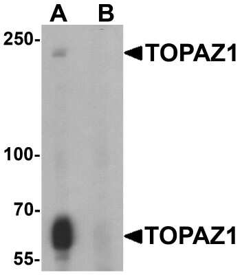 Western Blot TOPAZ1 Antibody - BSA Free
