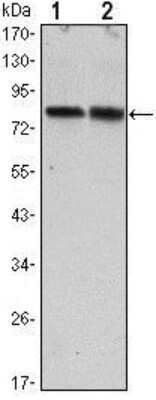 Western Blot: TORC2 Antibody (5B10) [NBP1-51665] - Western blot analysis using CRTC2 mouse mAb against Hela (1) and HEK293 (2) cell lysate.