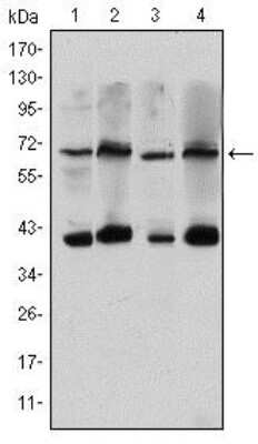 Western Blot: TORC3/CRTC3 Antibody (5G9) [NBP2-37635] - Western blot analysis using CRTC3 mouse mAb against Hela (1), Jurkat (2), Cos7 (3) and MCF-7 (4) cell lysate.