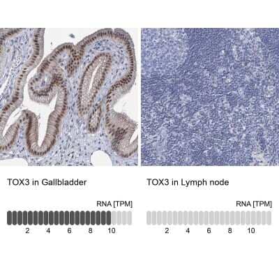 Immunohistochemistry-Paraffin TOX3 Antibody - BSA Free