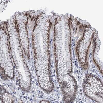 Immunohistochemistry-Paraffin: TOX3 Antibody [NBP1-86676] - Staining of human Stomach shows moderate nuclear positivity in glandular cells.