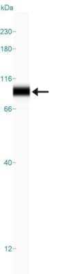 Simple Western: TOX3 Antibody [NBP1-86676] - Simple Western lane view shows a specific band for  TOX3 in 0.2 mg/ml of RT-4 (left) and SHSY5Y (right) lysate.  This experiment was performed under reducing conditions using the 12-230 kDa separation system.
