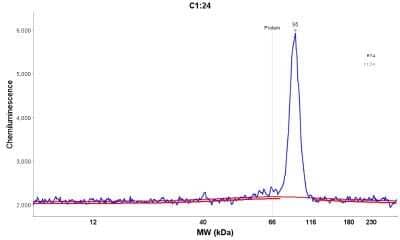 Simple Western: TOX3 Antibody [NBP1-86676] - Electropherogram image(s) of corresponding Simple Western lane view. TOX3 antibody was used at 5 ug/ml dilution on RT-4 and SHSY5Y lysates(s).