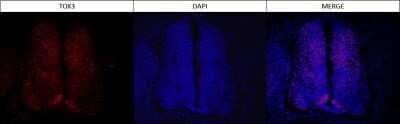 Immunocytochemistry/Immunofluorescence: TOX3 Antibody (TOX3/1123) - Azide and BSA Free [NBP2-47748] - E4.5 embryonic chicken neural tube. TOX3 antibody at 1:200 dilution. IF image submitted by a verified customer review.
