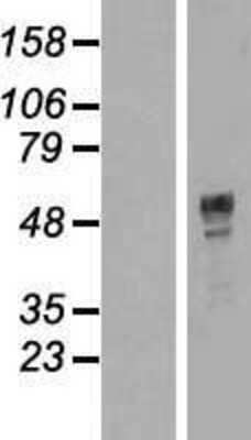 Western Blot: TOX3 Overexpression Lysate (Adult Normal) [NBP2-08493] Left-Empty vector transfected control cell lysate (HEK293 cell lysate); Right -Over-expression Lysate for TOX3.