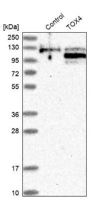 Western Blot TOX4 Antibody - BSA Free