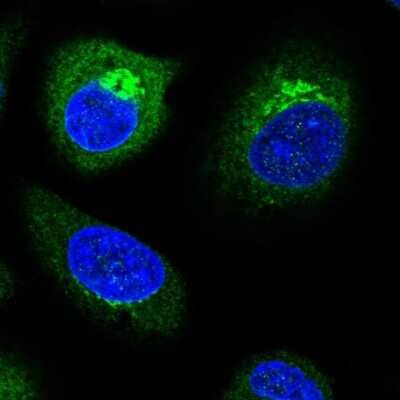 Immunocytochemistry/Immunofluorescence: TP53I11 Antibody [NBP2-32593] - Immunofluorescent staining of human cell line A549 shows localization to endoplasmic reticulum & the Golgi apparatus. Antibody staining is shown in green.