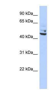 Western Blot TP53I13 Antibody - BSA Free