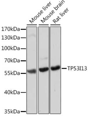Western Blot TP53I13 Antibody - Azide and BSA Free